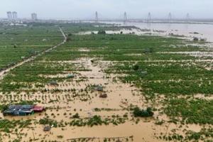 Vietnam farmers lose their blooms as floods claim crops