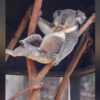 Koala caught on camera striking model-like pose