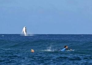 In French Polynesia, boom in whale-based tourism sparks concern