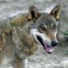 EU states back plan to downgrade wolf protection status