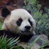 Finnish zoo to return pandas to China early