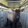 Bull elk found in Pasco safely relocated by Department of Fish and Wildlife