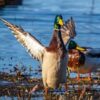 Duck! Study shows mallards struggle to avoid cars and planes