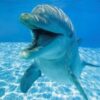 Bottlenose dolphins ‘smile’ at each other while playing