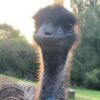 Desperate hunt for missing emu after heavy storms