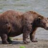 Online voting in Alaska’s Fat Bear Week contest starts after an attack killed 1 contestant