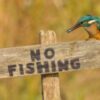 Kingfisher caught enjoying fish snack on ‘No Fishing’ sign