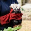 First look at endangered red panda baby born in zoo