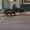 Five wild boars spotted outside local pub