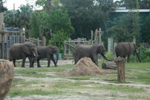 Tampa zoo rushes Chompers the porcupine and others to safety as Milton nears