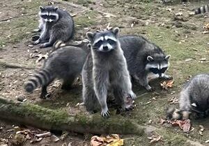 Nearly 100 raccoons ‘demanding food’ take over woman’s yard