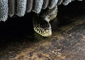 Shocked family finds 3-foot-long snake slithering under their sofa