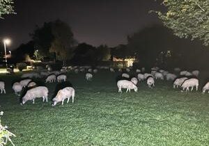 Hundreds of runaway sheep block road