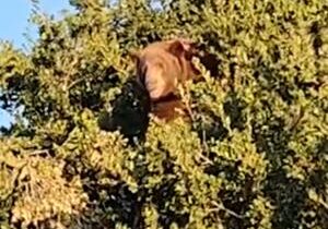 Big bear caught on camera on top of tree feasting on acorns