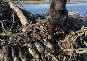 Waterfowl hunting season in action across Washington, hunters to follow regulations