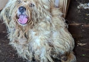 Neglected dog rescued from home after owner died