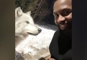 Pack of nine wolves surrounds couple’s cabin late at night