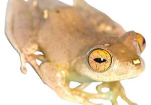 Captain croak? New species of frogs named after ‘Star Trek’ captains