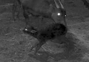 Security camera captures first birth footage of world’s smallest cattle