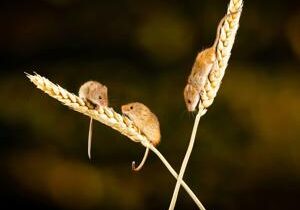 Scientists discover male mice use females as ‘decoys’ to avoid conflict