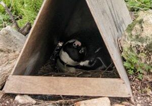 Artificial nests helping endangered penguins breed better