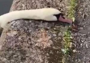 Mystery surrounds deaths of dozens of swans and other birds in canal