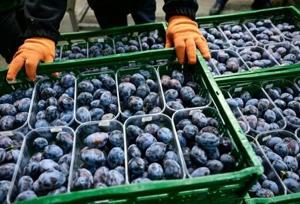 With record production, Moldova plum farmers hail EU integration