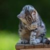 An Ill Kitten in Nebraska Sparked Efforts to Stamp Out Rabies’ Spread