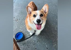 How this clever corgi learned how to understand sign language