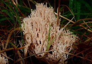 Rare fungi once thought to be extinct in area found growing at farm