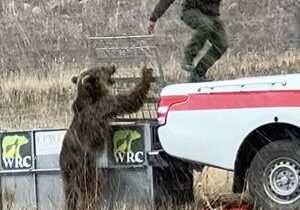 Bear being released into wild immediately attacks rescuers