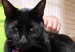 When This Black Cat Crossed His Path, It Was a Lucky Day for Medicine