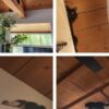 HOME IMPROVEMENTS FOR CATS—CATIOS, CLIMBING STRUCTURES, AND MORE