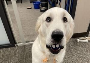 WRPD’s K9 Polar nominated for national therapy dog award