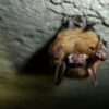 New tools give researchers hope for fungus-ravaged US bats