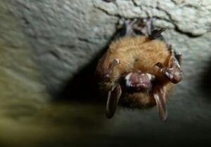 New tools give researchers hope for fungus-ravaged US bats