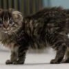 Street kitten found without tail or ears rescued and nursed back to health