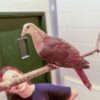 Rare pink pigeon once on brink of extinction hatched at zoo