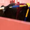 France’s bullfighters see red over bill to ban under-16s