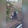 Aggressive magpie cracks window after pecking at it every morning