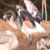 ‘Curious’ flamingo chick escapes zoo