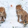 Adorable cheetah cubs seen experiencing snow for first time