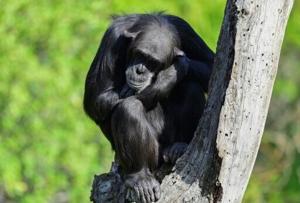 Chimps are upping their tool game, says study