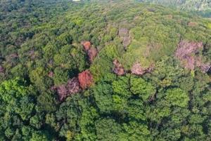 Beeches thrive in France’s Verdun in flight from climate change