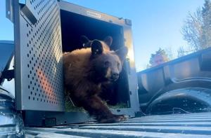 Heartwarming moment five orphaned bear cubs released into the wild