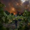 Global wine output to hit lowest level since 1961