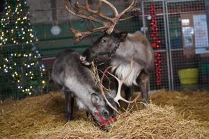 Town cancels reindeer visits due to viral disease