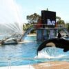 French marine park to close over law banning killer whale shows