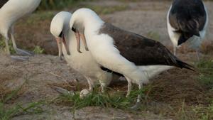 World’s oldest bird lays an egg