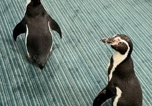 Penguins spread holiday cheer to elderly residents at care home